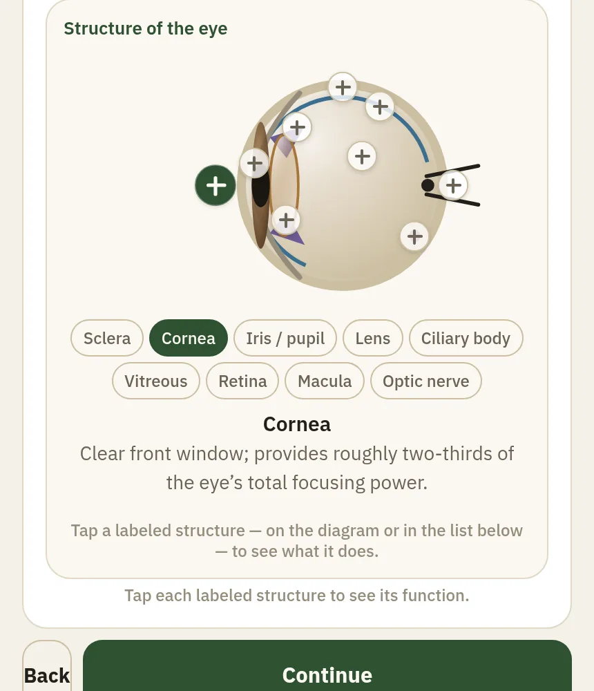 Interactive labeled eye anatomy diagram inside a lesson, with tappable structures like cornea, iris, lens, and retina